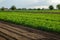 Potato plantation and a field with loosened soil. Loose crushed moist soil after cultivating. Loosening surface, land cultivation