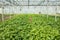 Potato plantation in a greenhouse, an artificial ecosystem for increasing production