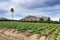 Potato plantation in La Vega Baja orchard