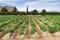 Potato plantation in La Vega Baja orchard