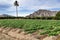 Potato plantation in La Vega Baja orchard