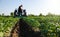 Potato plantation and tractor farmer cultivating rows. Agroindustry and agribusiness. Cultivation of a young potato field