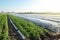 Potato plantation under agricultural fiber and in the open field. Hardening of potato bushes plants in late spring