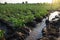 Potato plantation watering management. Shovels stuck into water stream for direction of flows to plantation rows. Traditional