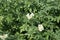 Potato plantation with white flowers.