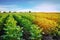 Potato plantations grow in the field. vegetable rows. farming, agriculture. Landscape with agricultural land. crops