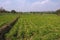 Potato plants background, production field