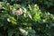 Potato plants blooming in a farm field.