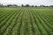 Potato Plants Grow Idaho Farm Agriculture Food Crop