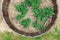 Potato plants in tubs outdoor in sunny vegetable garden