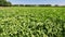 Potato plants in white bloom. Green flowering potato bushes planted in rows on a farm field. Potato growing, crop