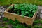 Potato plants in wooden tubs in the garden