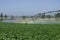 Potato production on irrigation by pivot center