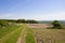 Potato rows sand woodland by a farm track in the scenic Yorkshire wolds