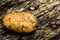 Potato on a rustic wooden bench