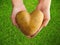 Potato shaped heart in the hands on green grass