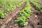 Potato shoots in the garden