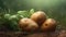 Potato on the soil. Organic farming vegetable. Garden growing potatoes. Generative AI