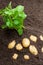 Potato sprouts with baby bulbs in soil. Concept of huge harvest