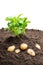 Potato sprouts with baby bulbs in soil isolated on white. Concept of huge harvest