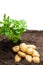 Potato sprouts with baby bulbs in soil isolated on white. Concept of huge harvest