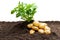 Potato sprouts with baby bulbs in soil isolated on white. Concept of huge harvest