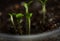 Potato sprouts sprout in a home greenhouse on organic soil