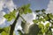 Potato stem growing up to sky. Captured from below