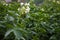 Potato tops with white flowers in the garden close-up