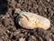 Potato tuber with roots on the fertilized and plowed soil