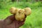 Potato unusual bizarre funny shape in the form of Cheburashka