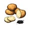 Potato vector drawing. Isolated hand drawn potatoes . Vegetable