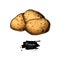 Potato vector drawing. Isolated hand drawn potatoes . Vegetable