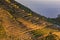 Potato and vegetable farm stack field in Dieng plateau