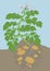 Potato vegetable plant. Soil and roots. Growing spud. Harvest tubers potatoes growth. Vector agriculture illustration.