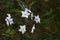 Potato vine flowers