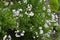 Potato vine ( Solanum jasminoides ) flowers.