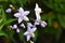 Potato vine ( Solanum jasminoides ) flowers.
