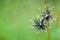 Potato weed Galinsoga parviflora seeds with green blur background