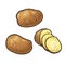 Potato whole and slice. Vector engraving vintage