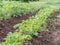 Potatoe plants growing in the field