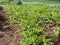 Potatoe plants growing in the field