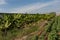 Potatoes and Banas growing together in. a Cretan field. Greece.