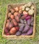 Potatoes in a basket on the green grass