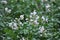 Potatoes bloom on a farm field