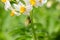 Potatoes bloom in the garden with white flowers, beetle on the bush