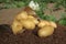 Potatoes in a burlap bag