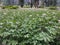 Potatoes crop in fields bloom