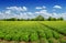 Potatoes field