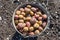 Potatoes in the field. potato background.  sprouted potatoes.